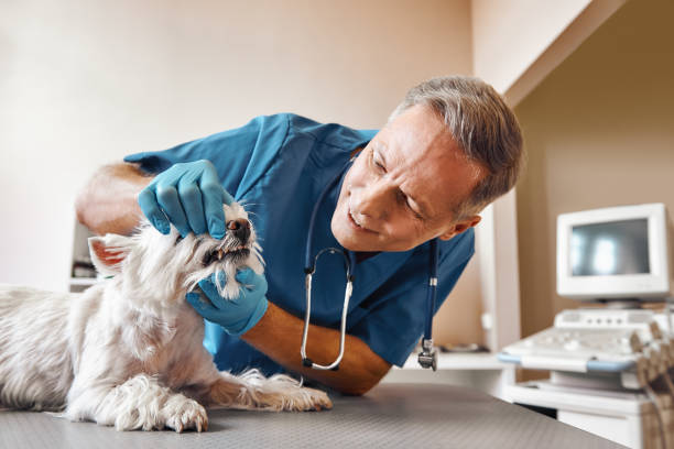 Best Urgent Dental Care for Toothache in Glade Spring, VA